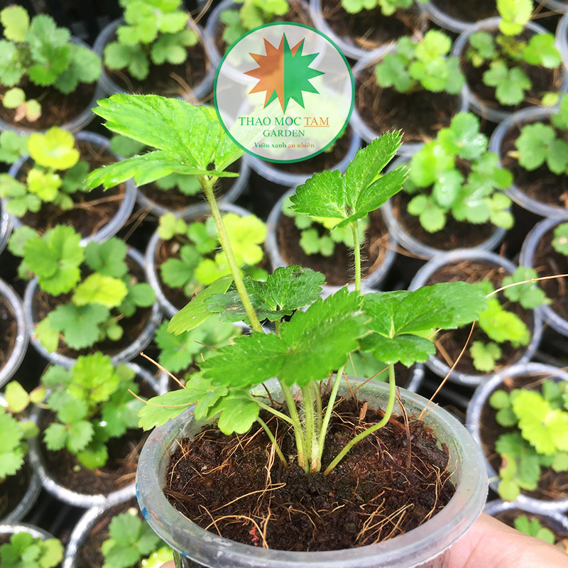 03 Cây giống Dâu Tây Bạch Tuyết / Cây giống mô đã ra ly và trồng thuần tại vườn Thảo Mộc miền trung, cây có khả năng chịu nhiệt ổn định.