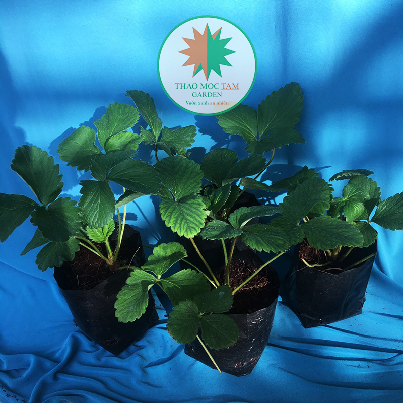 06 Cây giống dâu Hàn Santa - Cây giống cấy mô