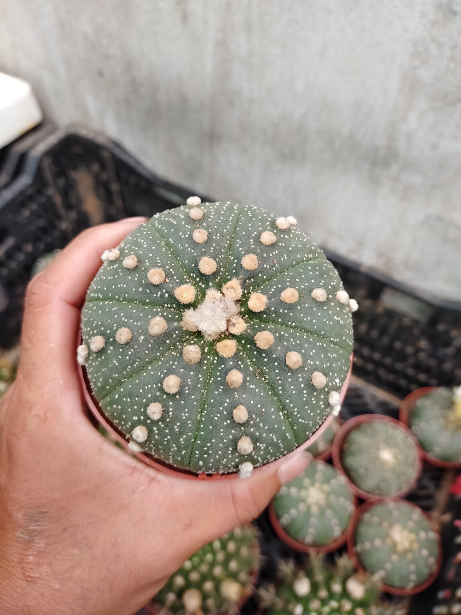 Xương rồng astro lớn 7-8cm