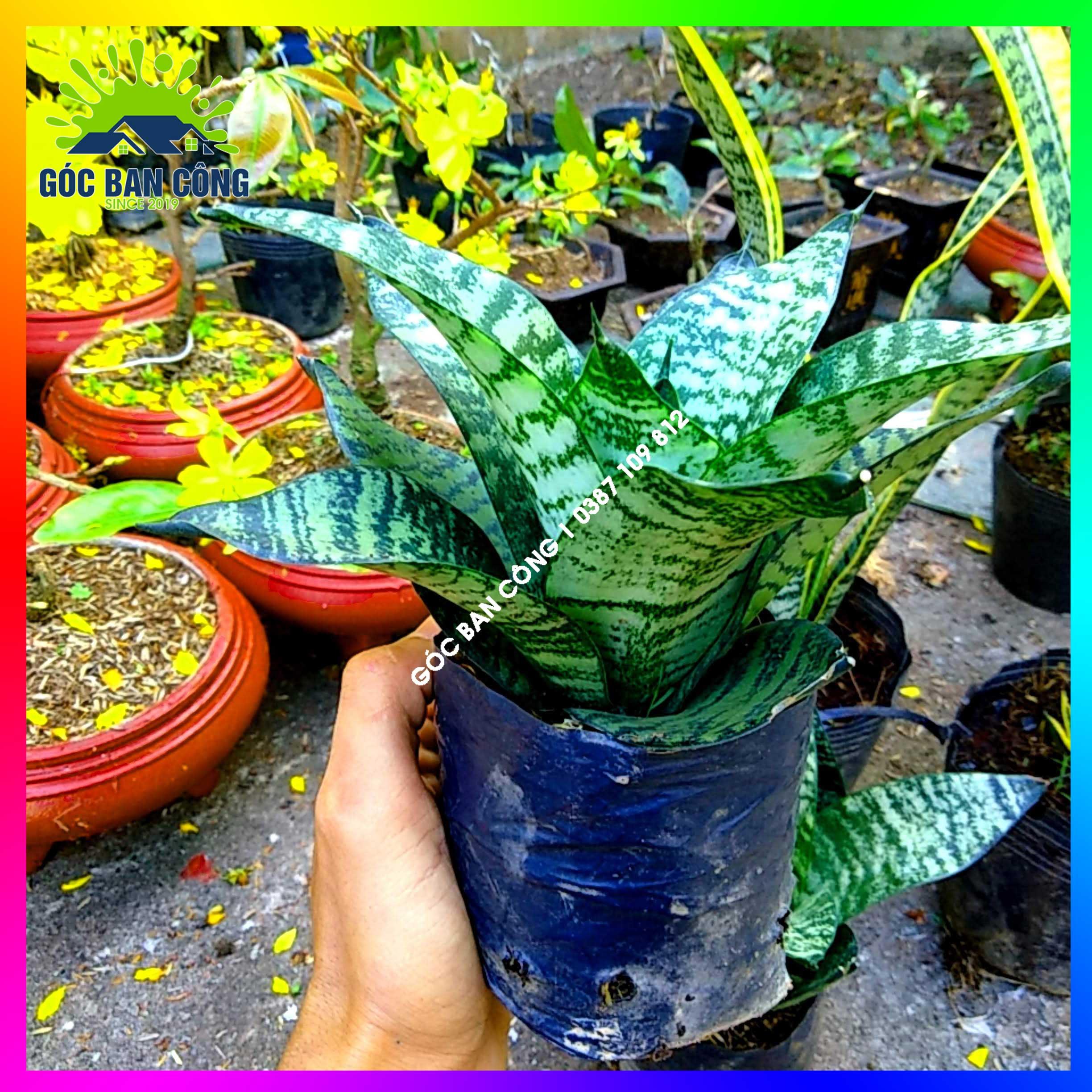 Cây lưỡi mèo lưỡi hổ sọc xanh phong thủy để bàn mini