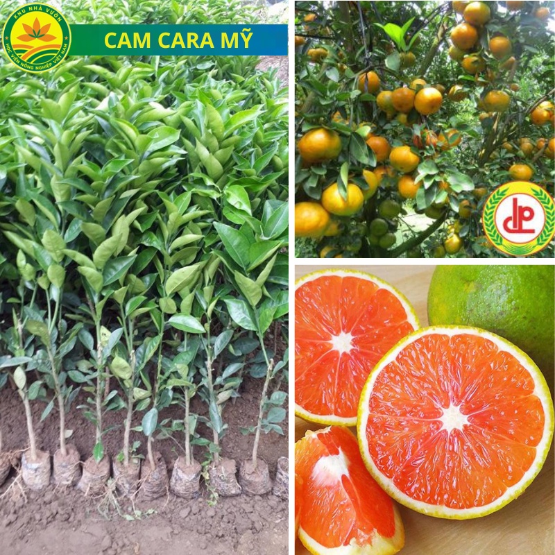 Cam cara Ruột đỏ giống cây trồng chất lượng cao, giống cây trồng nhập ngoại mang lại hiệu quả kinh tế cao