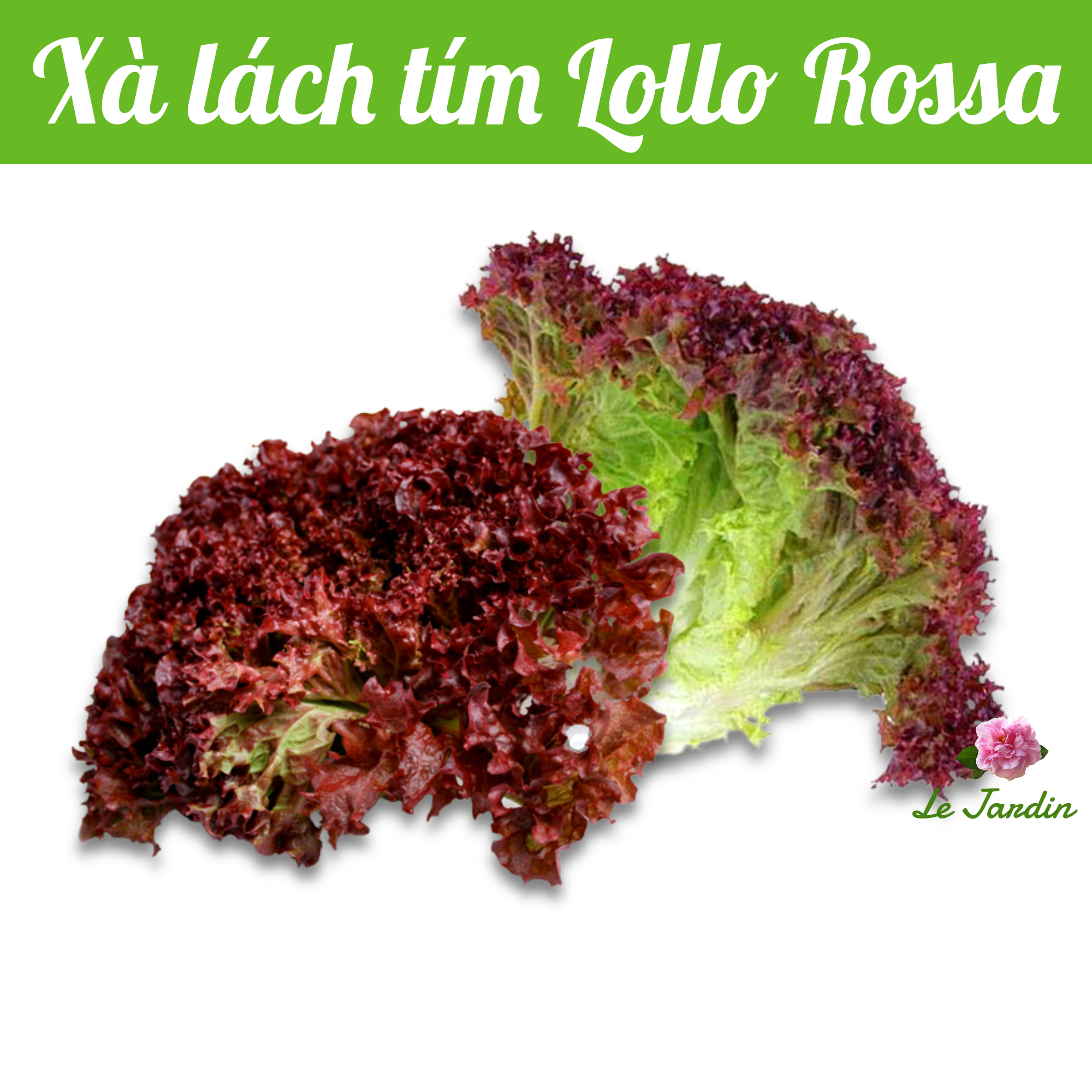 Hạt giống xà lách xoăn tím Lollo Rossa - Chịu nhiệt tốt