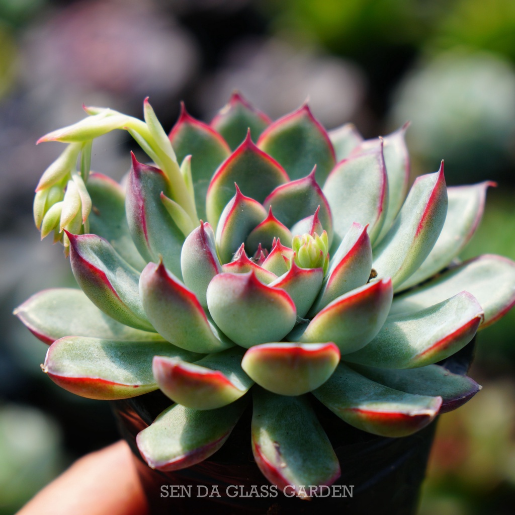 Sen đá viền hồng glass garden chậu size nhỏ 6cm, sen đá đà lạt, lỗi 1 đổi 1