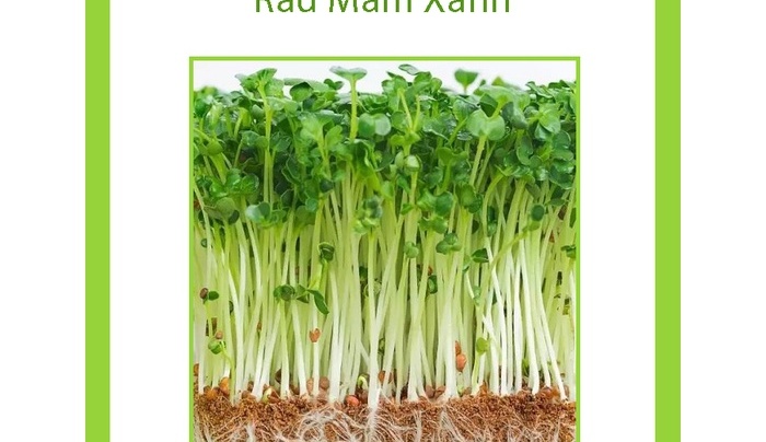 Hạt giống rau mầm củ cải xanh TXBTD