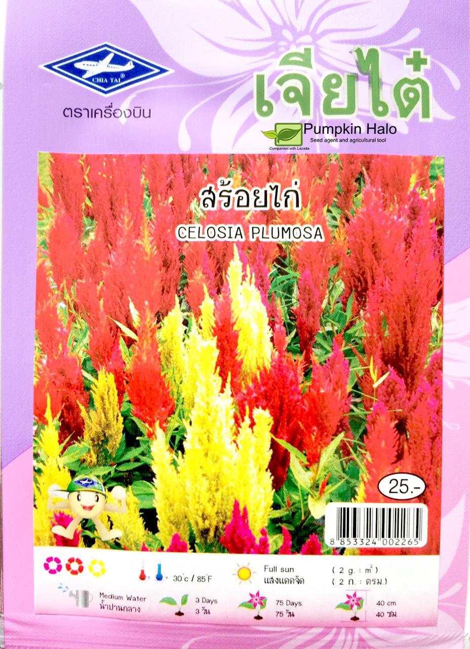 [HCM]HẠT GIỐNG THÁI -HOA MÀO GÀ ĐUÔI PHỤNG NHIỀU MÀU - gói 01 GRAM . TẶNG KÈM GÓI PHÂN CAO CẤP 10GRAM .