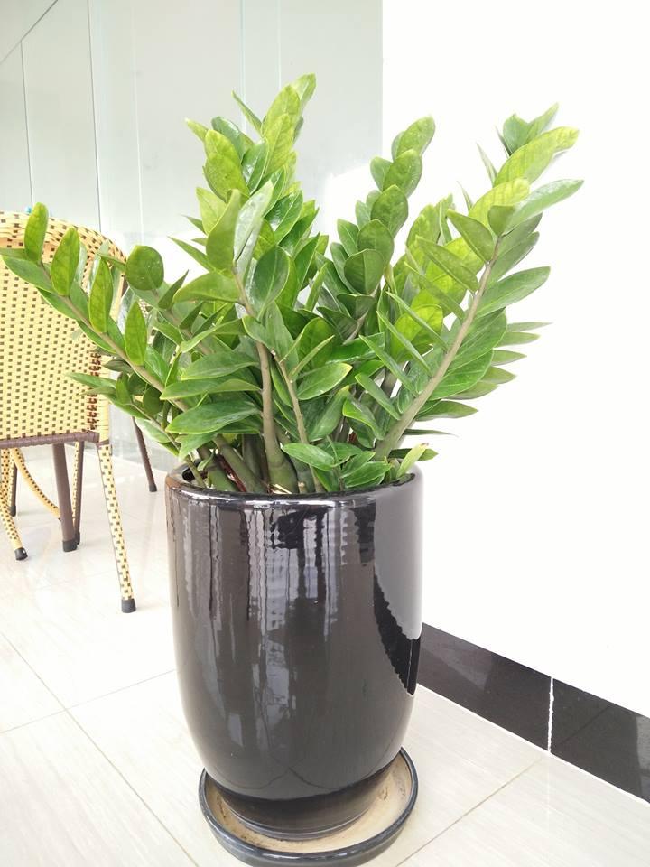 [HCM]Hạt giống cây kim tiền ( Phát tài  phát lộc  vạn sự hanh thông ... )