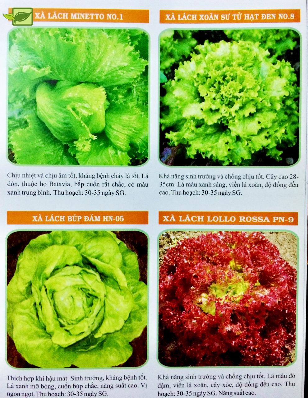 [HCM]COMBO 4 LOẠI RAU XÀ LÁCH GIÀU DINH DƯỠNG _RAU NGẮN NGÀY (TẶNG KÈM 1 PHÂN BÓN ) .