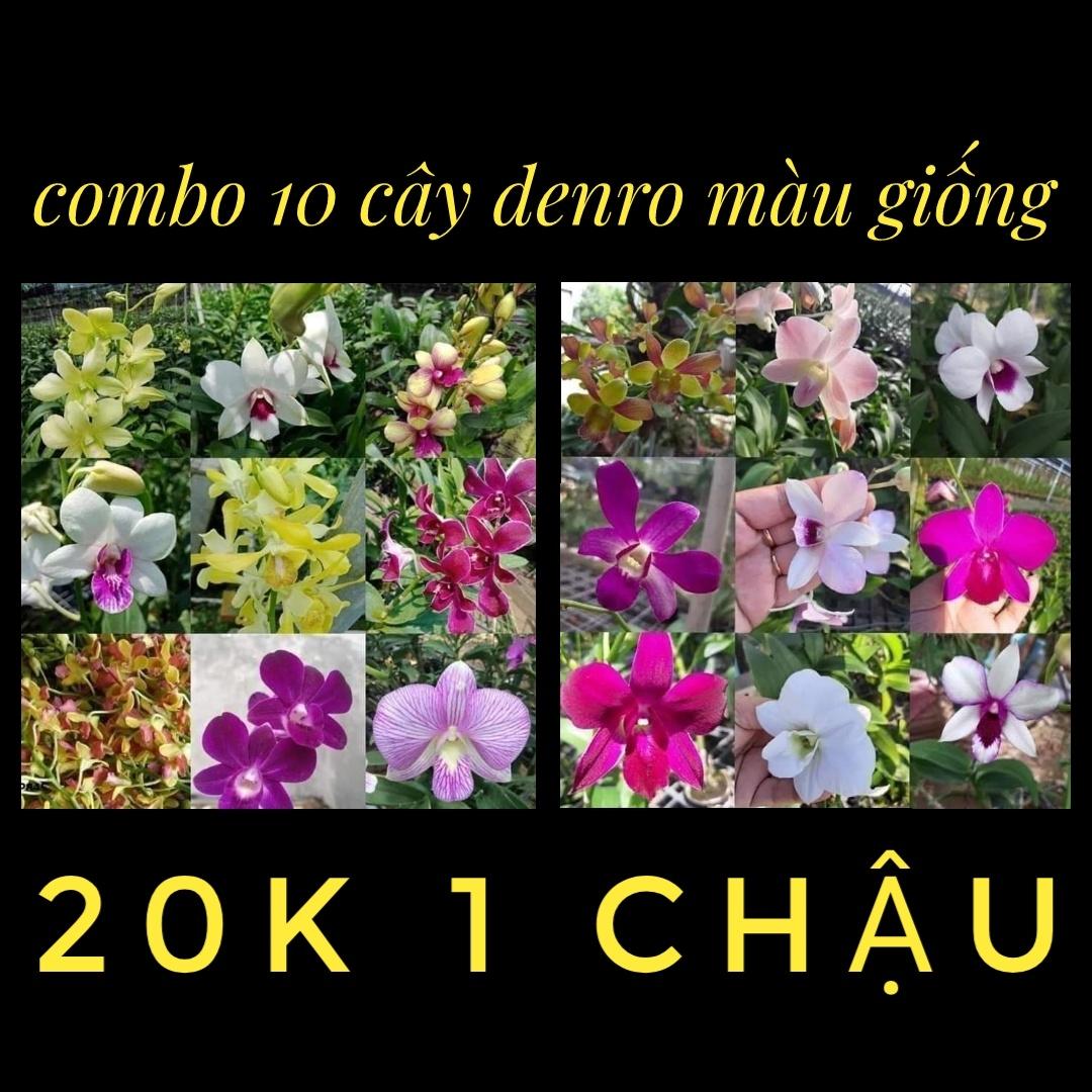 Combo 10 denro màu giống