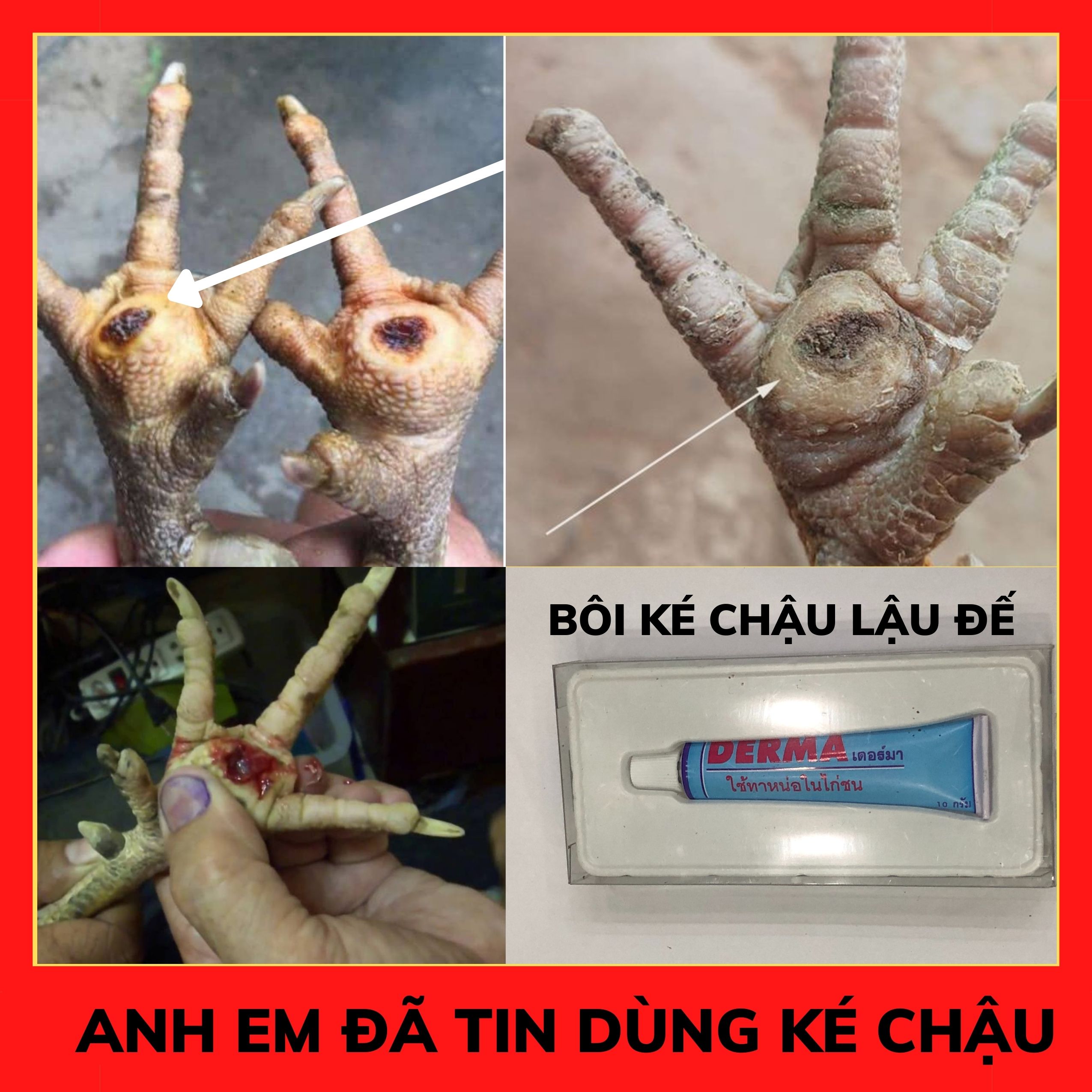 Lậu đế, ké chậu cho gà cách chữ a lậu đế gà chọi