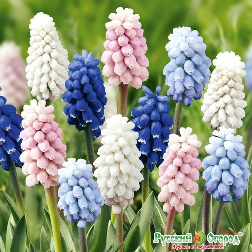 Củ Giống Nho Lục Bình Hoa Chuông Xanh Muscari - 1 củ