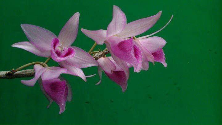 phong lan phi điệp, giả hạc