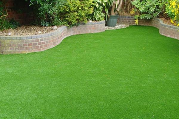 HẠT GIỐNG CỎ NHUNG NHẬT 1m2 tỷ lệ này mầm 100% dễ trồng, hạt cỏ thảm, hạt cỏ công trình