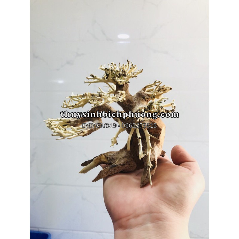 Bonsai cho hồ 30-40cm hàng tuyển chọn mẫu đẹp tại shop | lũa gỗ bonsai thiết kế hồ cá thuỷ sinh