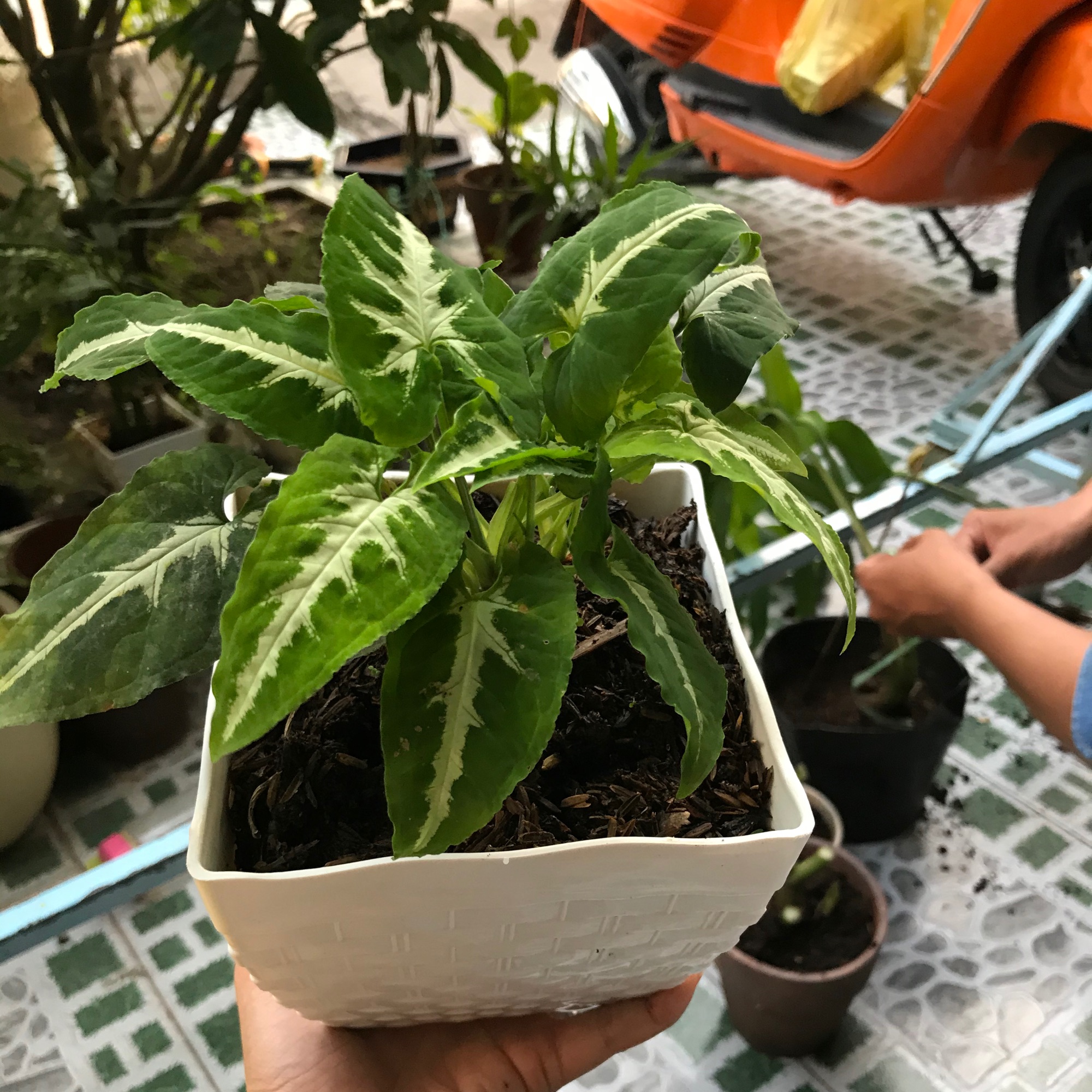 Caykiengsadec - Trầu bà nhung chậu nhựa trắng + tặng phân bón cho cây mau lớn - hoa kiểng lá - cây phong thủy - trang trí nội thất