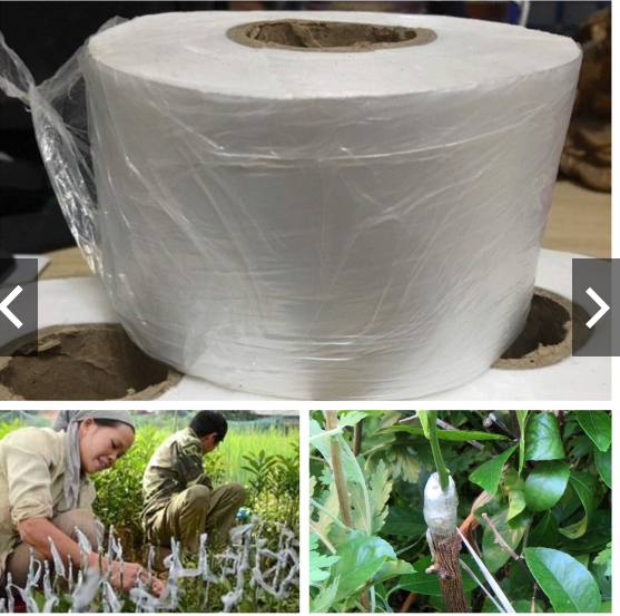 Giấy ghép cây tự hủy rộng 10cm băng ghép cây tự huỷ băng dính ghép cây giúp bảo vệ mối ghép băng ghép cây, màng ghép cây