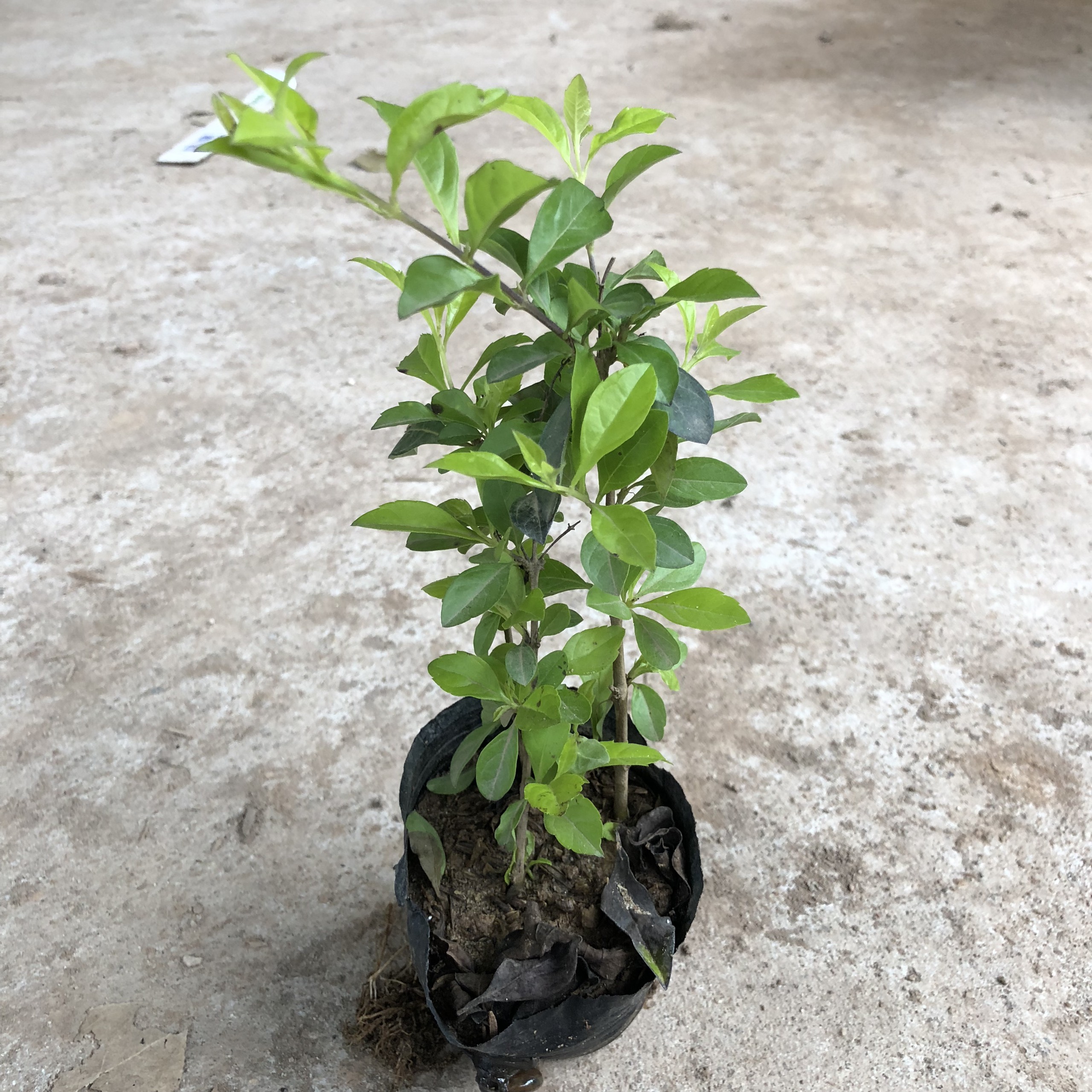 Cây Chuỗi Ngọc Trồng Bịch Cao 20cm Nhiều Ngọn Xum Xuê Lá Đẹp Trang Trí Hàng Rào