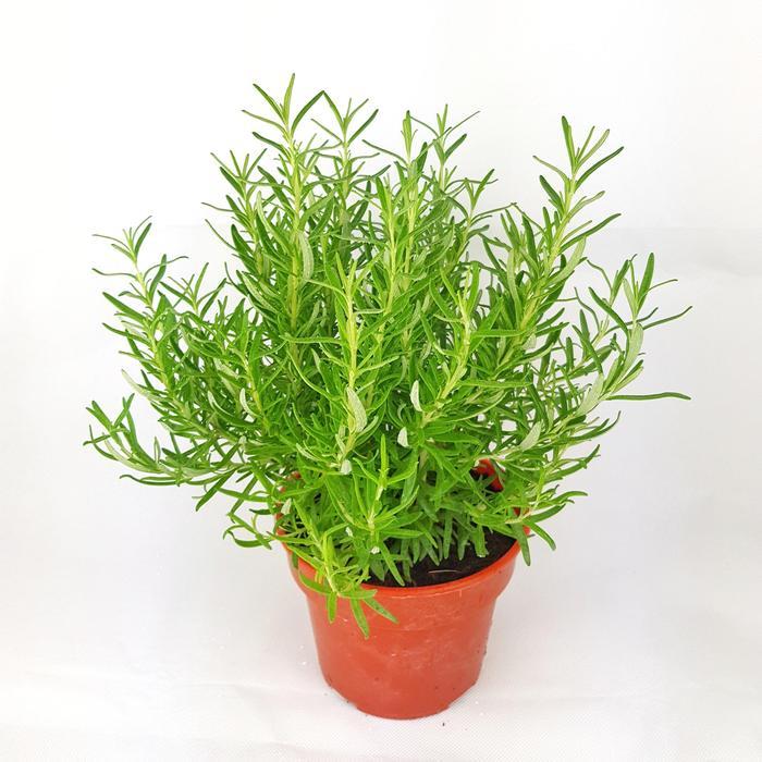 [HCM]Gói 20 Hạt giống Cây Hương Thảo - Rosemary
