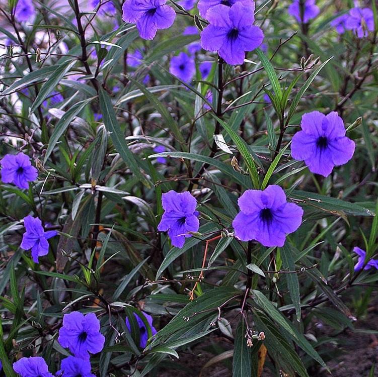 10 cành giống hoa chiều tím  - Cây đô thị