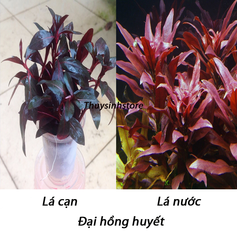 Combo 15 ngọn cây thủy sinh đại hồng huyết