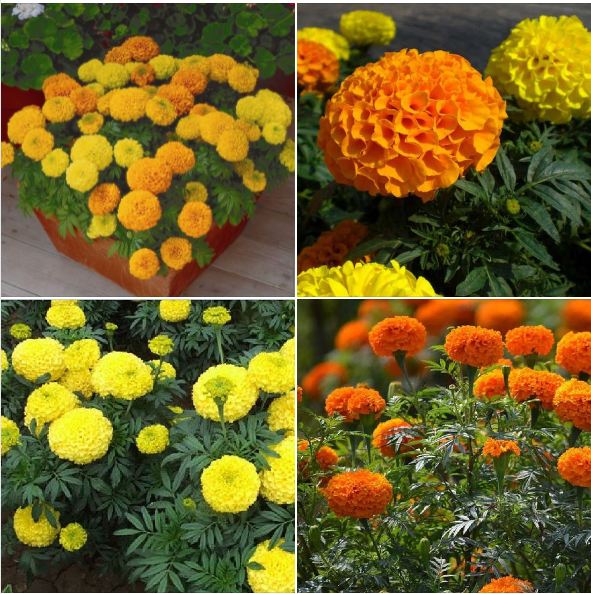 Hạt giống hoa Cúc Vạn Thọ Mỹ Mix Màu - 1 gói 50 hạt