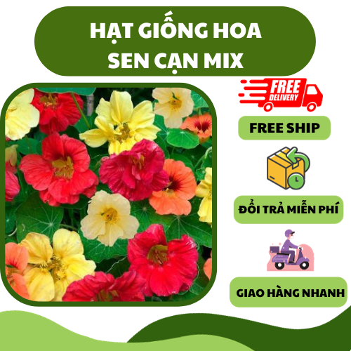 Hạt giống hoa sen cạn lùn - hoa đẹp dễ trồng, trang trí sân vườn