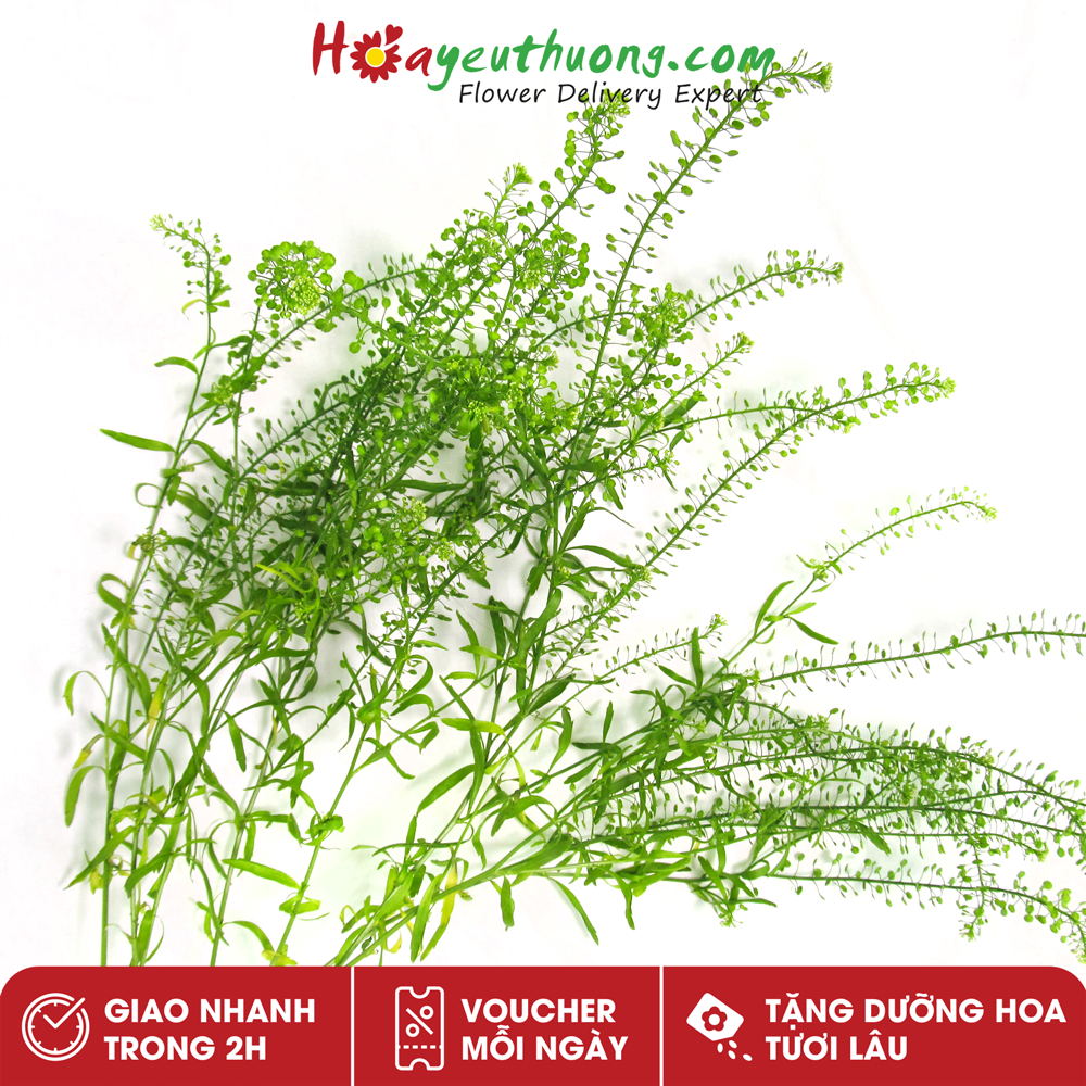 Lá Green Bell Cỏ Đồng Tiền Hoayeuthuong - Lá cắm hoa