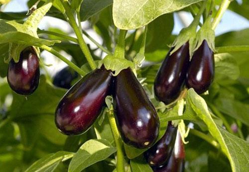 Hạt giống Cà tím tí hon tặng kèm kích mầm