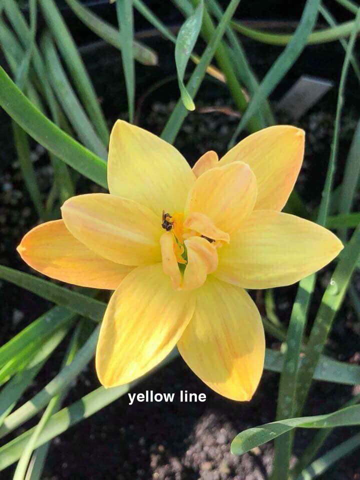 Củ huệ mưa vàng kép Yellow line , phom cánh cúp cực yêu,  giá niêm yết là giá 1 củ size hoa