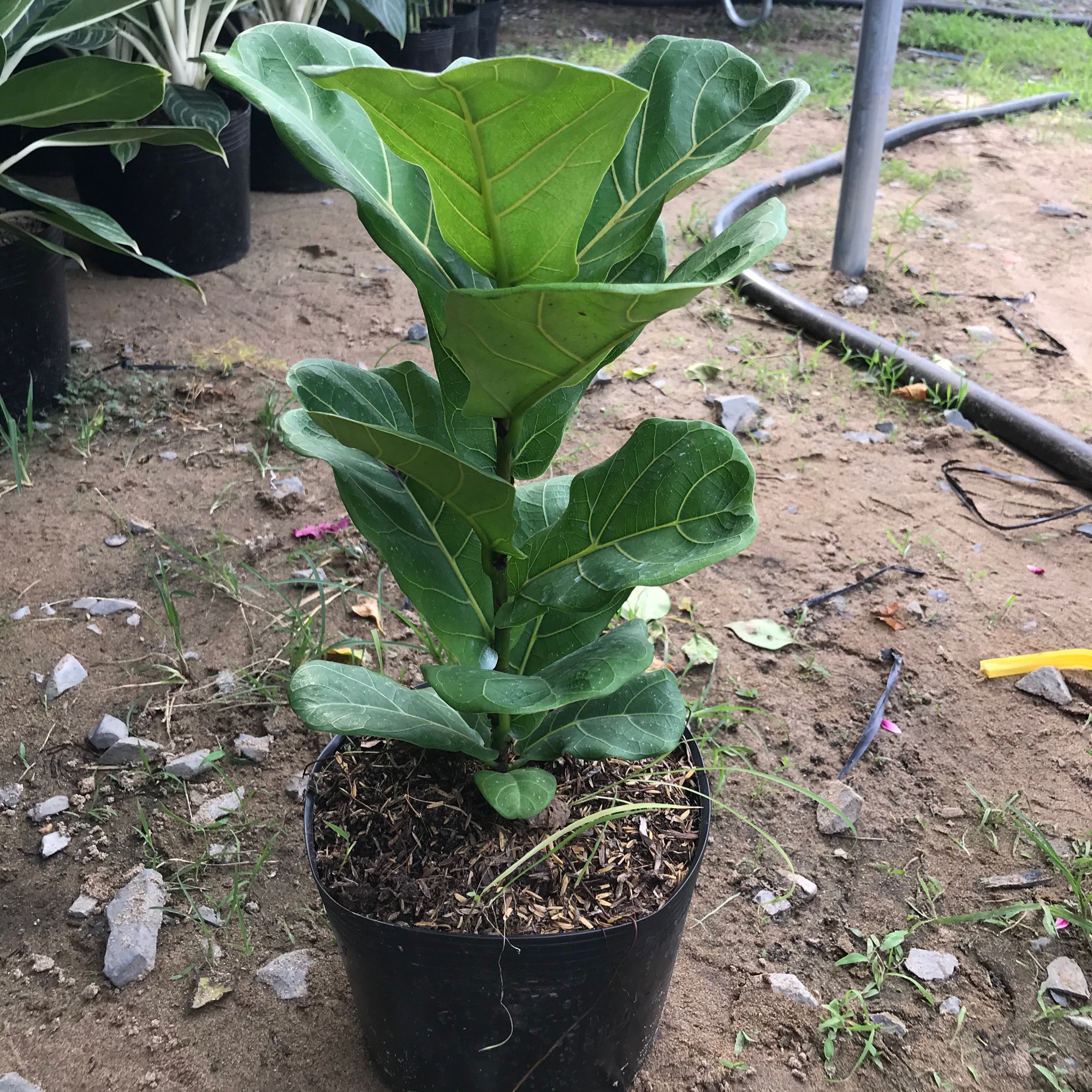 Bàng Singapore + tặng phân bón cho cây mau lớn