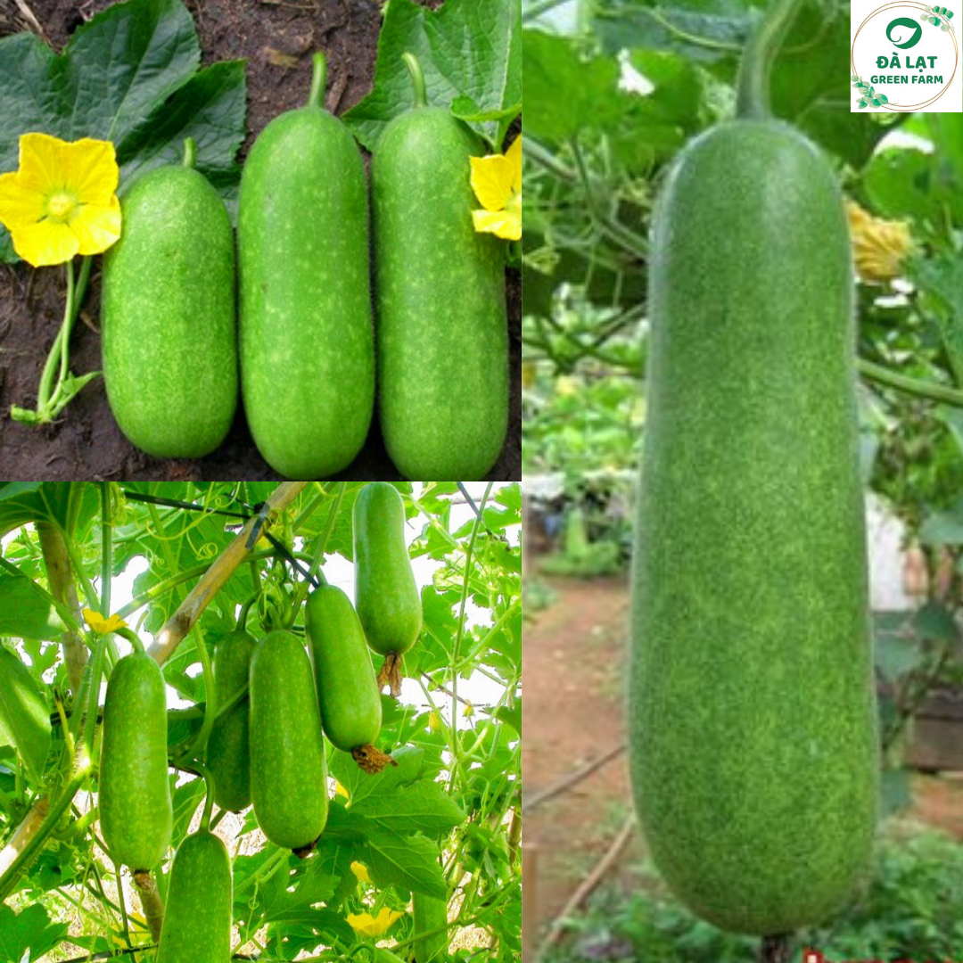 10H_HẠT GIỐNG BÍ ĐAO CHANH SIÊU TRÁI