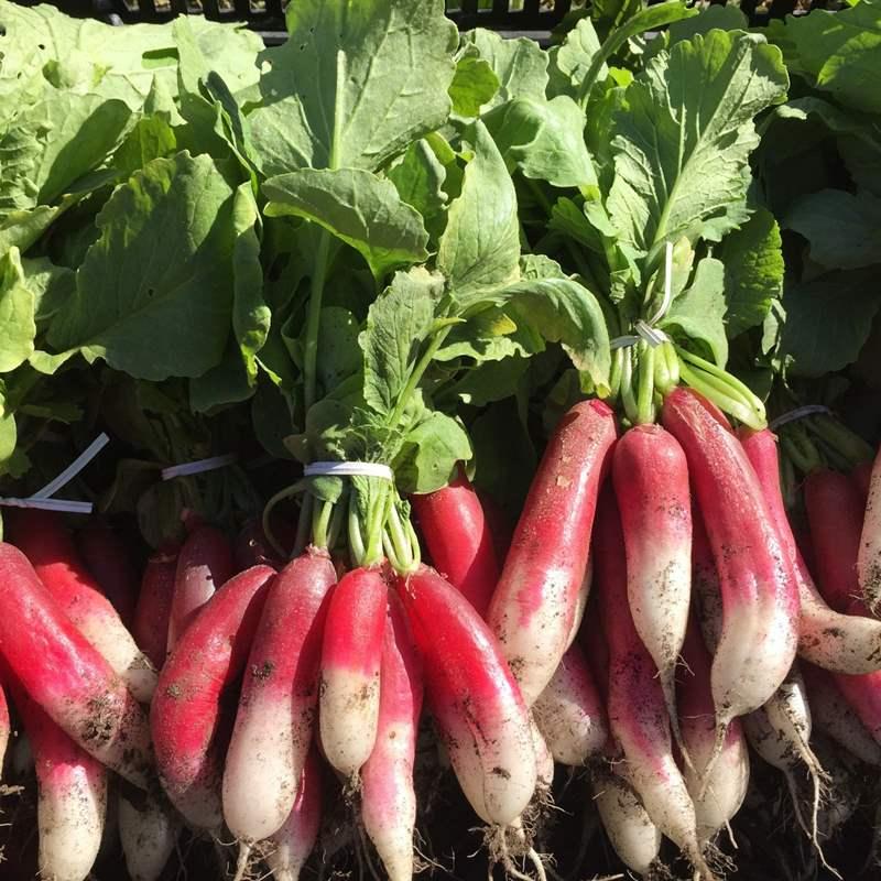 Hạt giống Củ cải đỏ french của Nhật tặng 2 viên nén