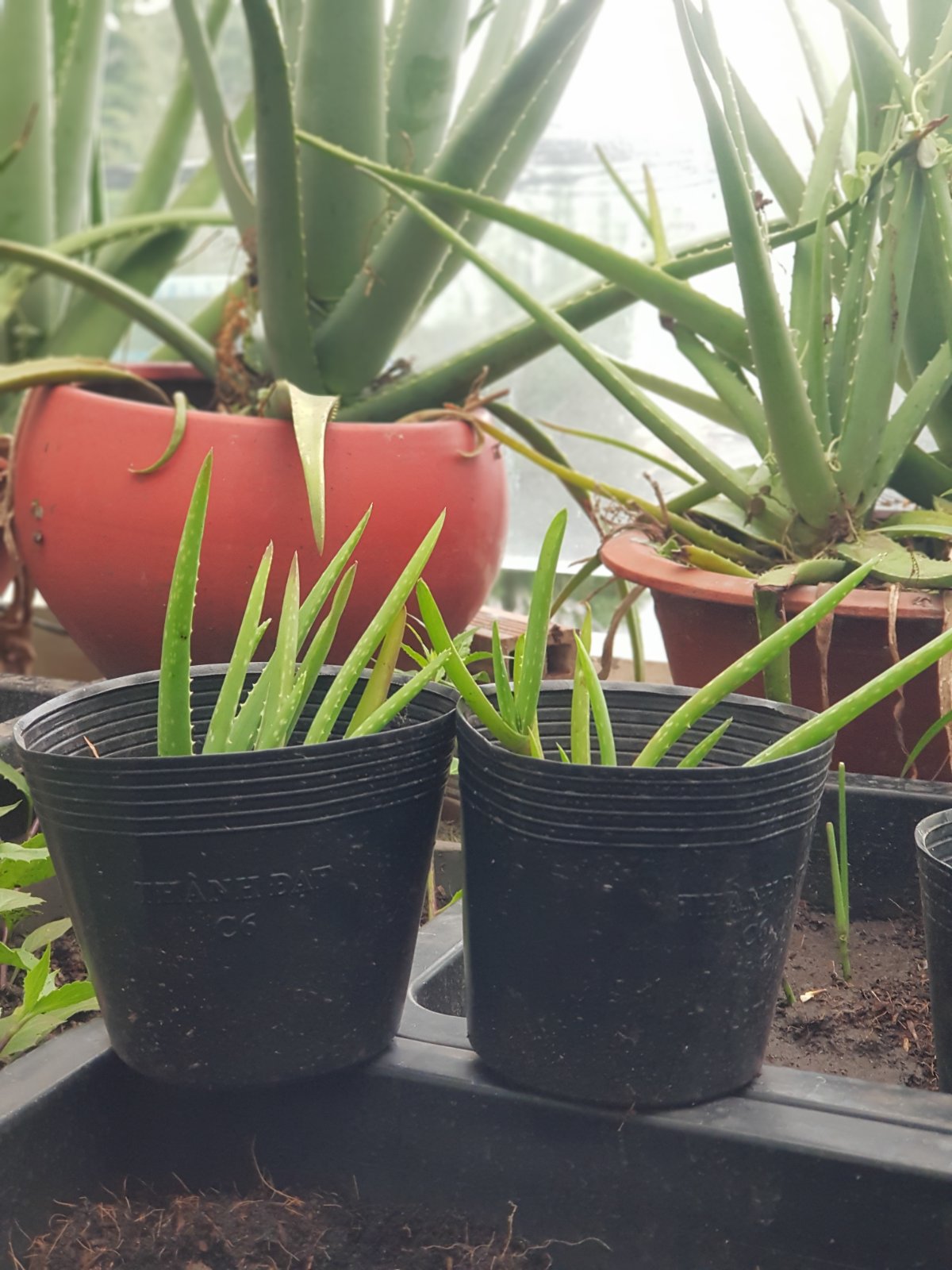 Chậu cây giống Nha Đam nhà trồng