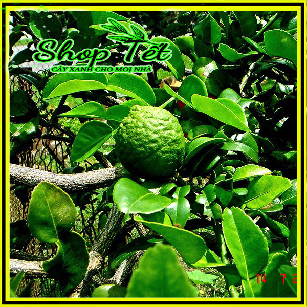 Cây chúc giống, chúc cao lớn, Cây chúc giống, chúc cao lớn, to khỏe, chanh Thái, HƠN 1 NĂM TUỔI chanh Thái, chanh lá số 8 60cm