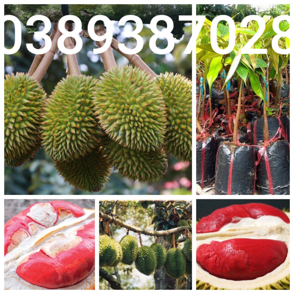 Cây sầu riêng múi đỏ giống