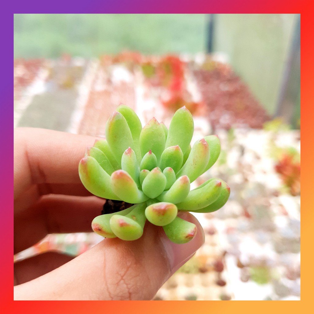Sen đá thược dược size mini siêu khỏe lỗi 1 đổi 1