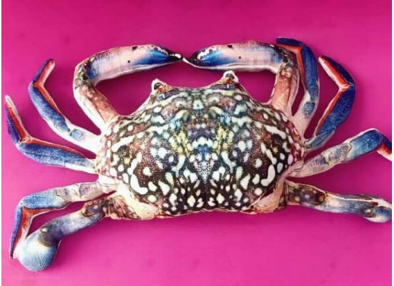 GẤU BÔNG HÌNH CUA ĐỎ 3D SIÊU TO SIZE 80CM