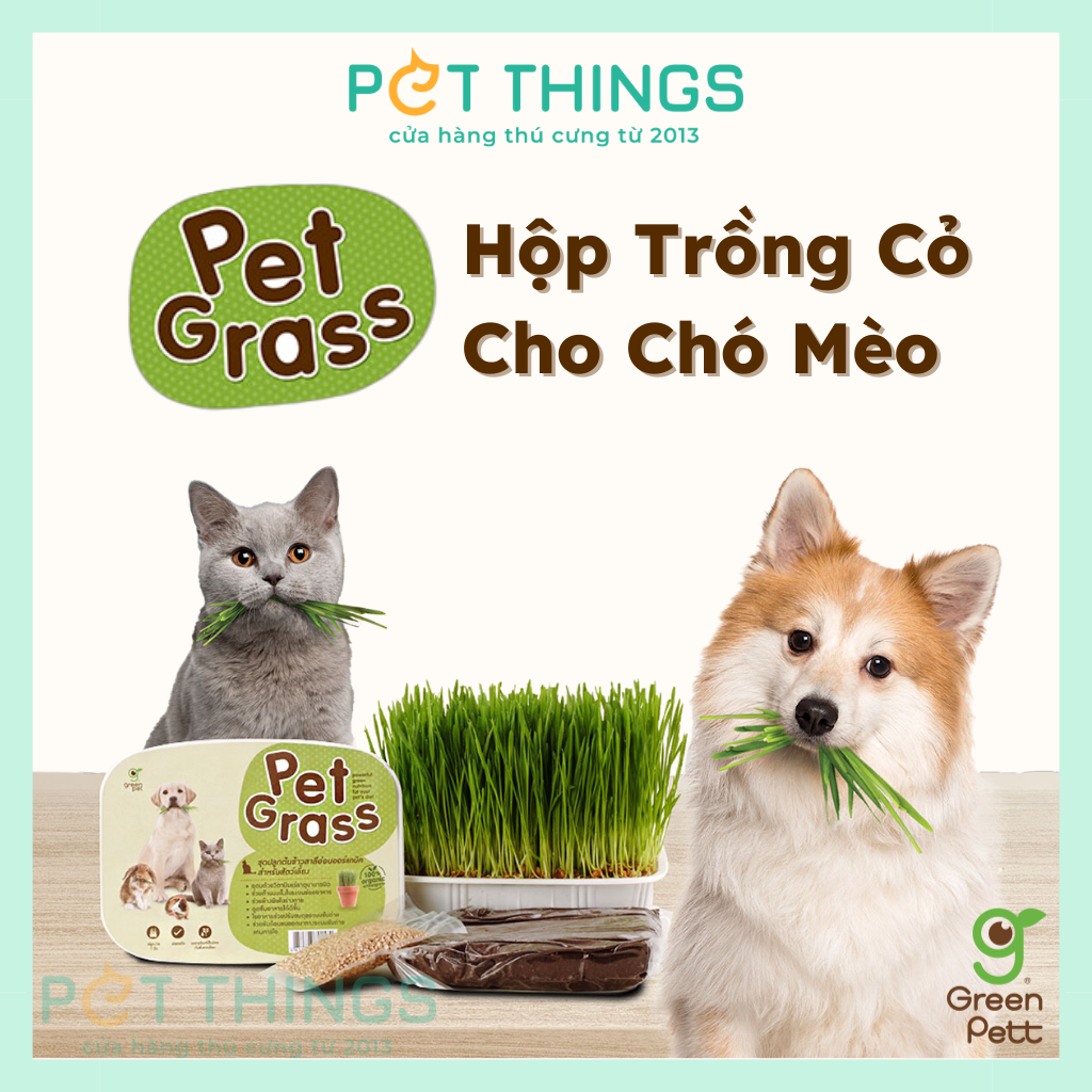 Hạt giống cỏ mèo