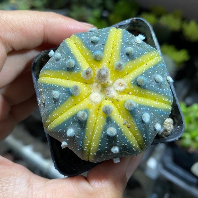Xương rồng aster lem - tặng chậu