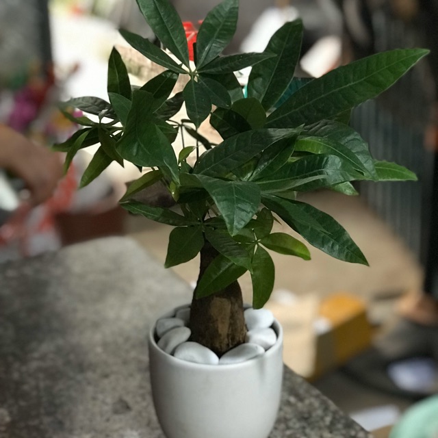 Chậu cây kim ngân để bàn