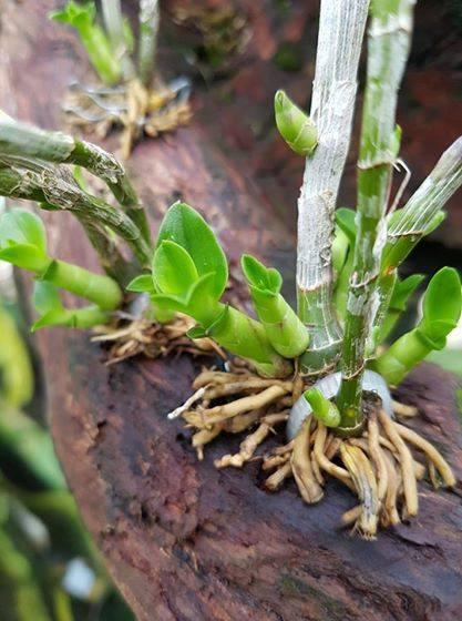 ( hỗ trợ vc ) KÍCH KIE, mầm KACHIUSA – NGA cực kỳ hiệu quả