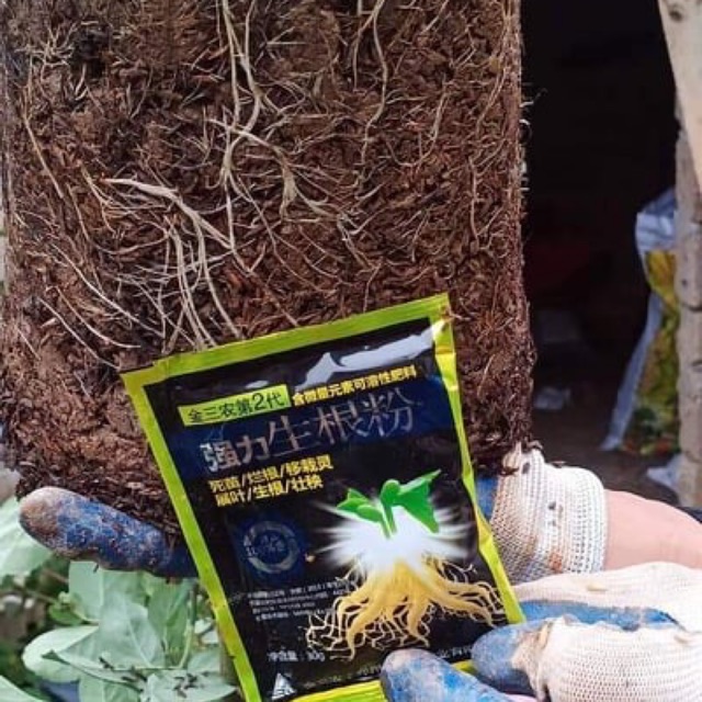 Kích rễ đặc biệt của Trung Quốc