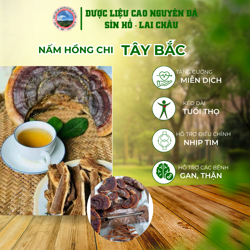 Nấm hồng chi nấm linh chi đỏ