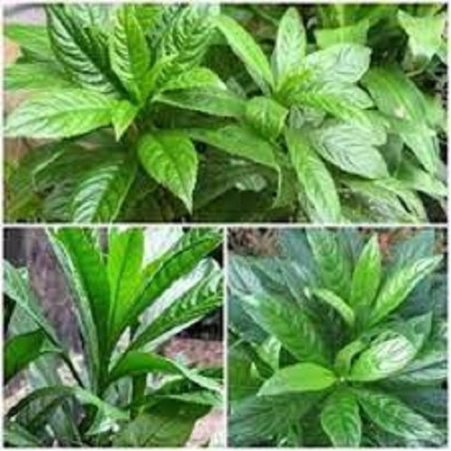 Cây xương sông, cây gửi đi nguyên bầu, cam kết tỉ lệ sống 100%
