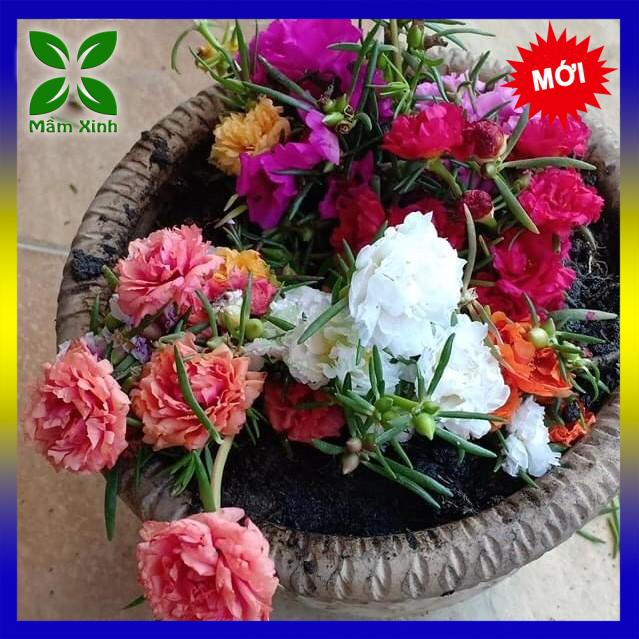 Hạt giống hoa mười giờ Mỹ kép mix màu Portulaca