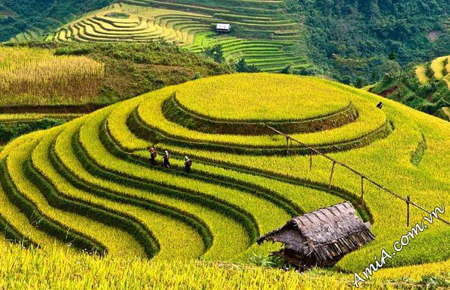 Tranh gạch 3d ruộng bậc thang là một nét mới mẻ trong lĩnh vực nghệ thuật của Việt Nam. Không chỉ là những bức tranh đẹp mắt, chúng còn mang thông điệp về sự phát triển bền vững của nông nghiệp. Hãy xem hình ảnh để được trải nghiệm những tranh gạch 3d tuyệt đẹp này.