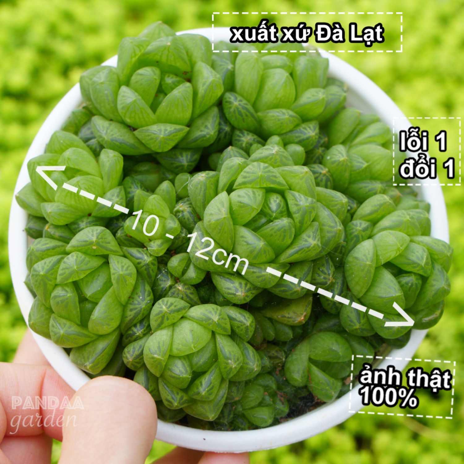 Sen đá ngọc size 10 - 12cm hạt trong siêu đẹp dễ chăm, sen đá đà lạt vườn pandaa garden thuần mọi khí hậu, lỗi 1 đổi 1