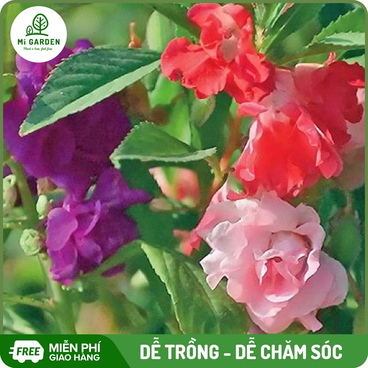 Hạt giống Hoa bóng nước đơn kép mix Mi Garden, hạt giống dễ trồng, dễ chăm sóc, hoa đẹp