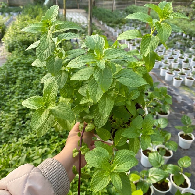 BẠC HÀ PEPPERMINT BỤI LỚN