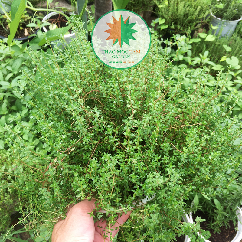 Chậu cây gia vị Cỏ Xạ Hương (Chậu lớn) / Cây Thyme - trồng tại thành phố biển miền trung, chậu cây nhiều gốc, thân tán rộng, nhiều ngọn