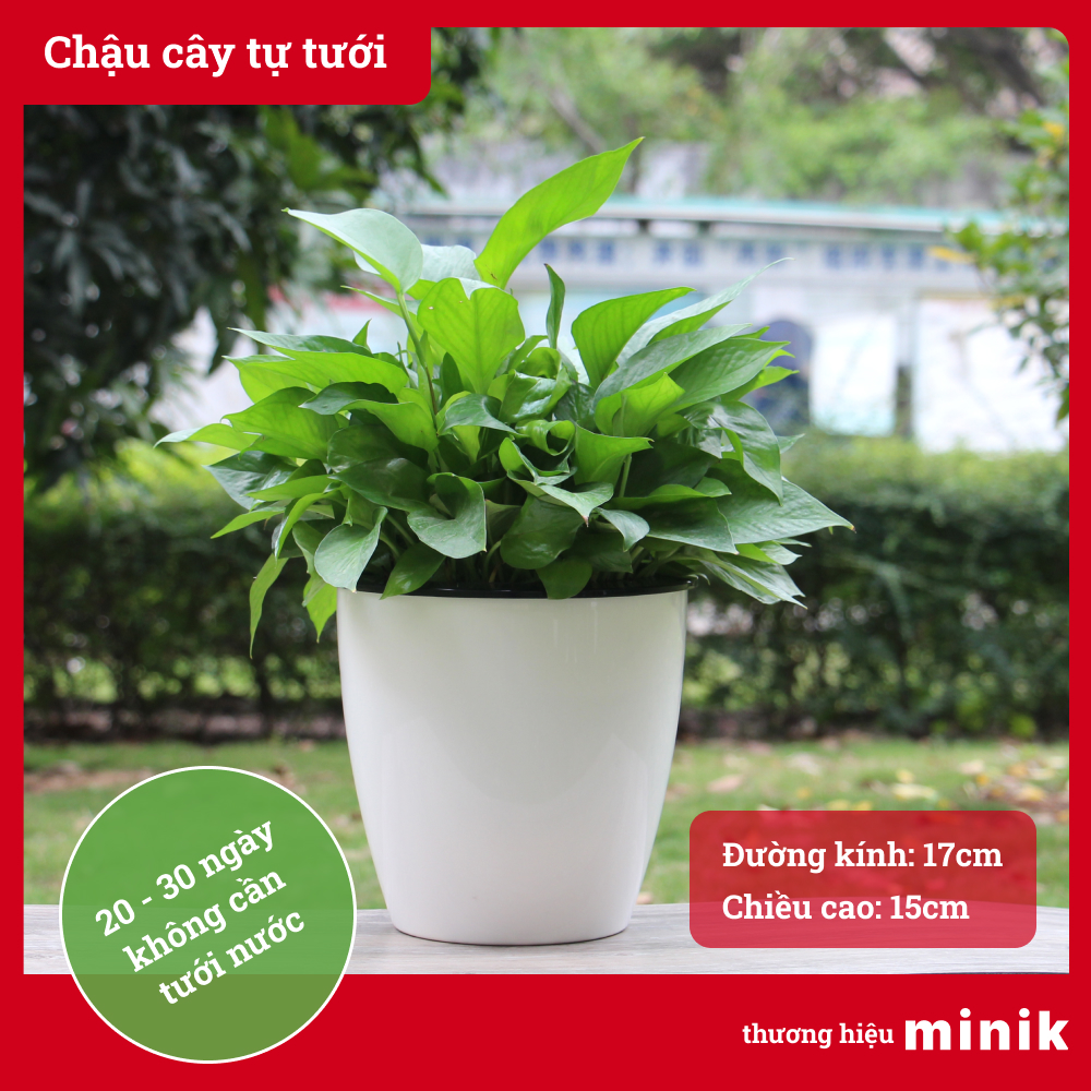 Chậu trồng cây tự dưỡng MINIK, chất liệu chậu nhựa màu trắng, miệng tròn, chậu thông minh tự tưới nước trong 10 - 21 ngày, thích hợp trồng cây và hoa